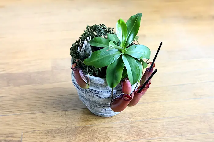 食虫植物のロマン