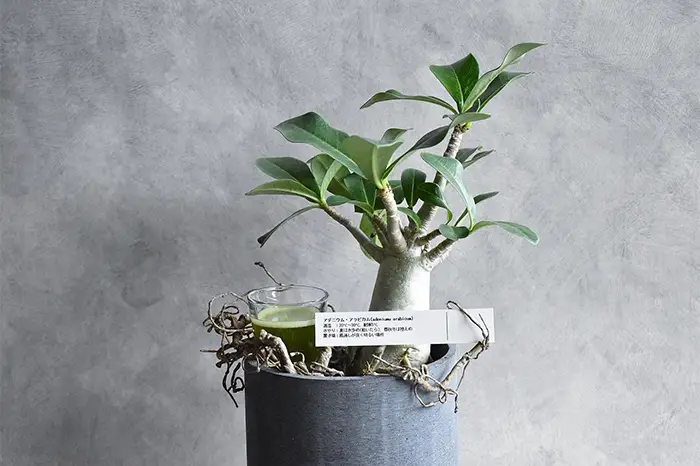 アデニウム・アラビカム