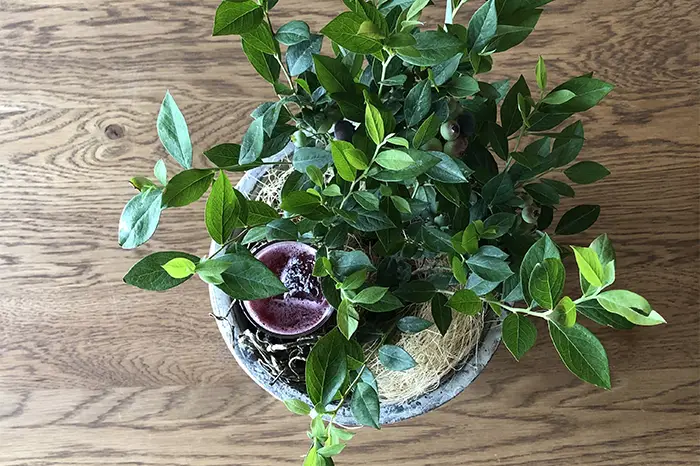 農家さんのブルーベリー